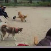 Dog Park The Red Scare