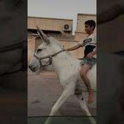 حمارين مع حصانه تزاوج الحمير من الحصان 4