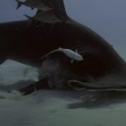 Hammerhead Fight