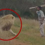30 Scariest Lion Encounters Of The Year Claws