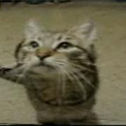 The Cat From Ipanema