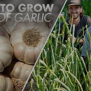 How To Grow A Lot Of Garlic At Home Spicy Moustache