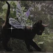 Мысли Переполнены Мурчащими Котами Speed Up