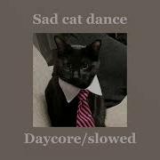 Sad Cat Dance Edit Slowed