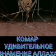 Аллах Пидорас Это Факт