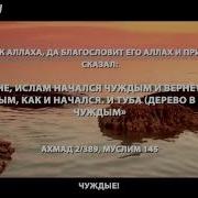 Нашид Гьураба