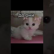 И Своих Дурных Котов Тоже Вы Любите
