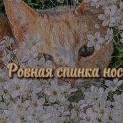 Саблиминал Спинка Носа