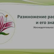 Видеоурок Размножение Растений И Его Значение