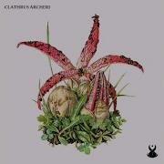 Tzafu Clathrus Archeri