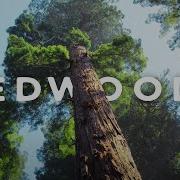 Redwoods