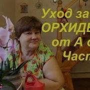 Как Ухаживать За Орхидеями