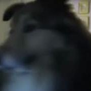 Smile Dog Jumpscare