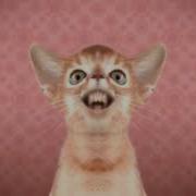 Numa Cat In G Major 97