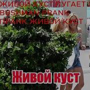 Живой Куст Реакция Людей