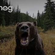 Angry Bear