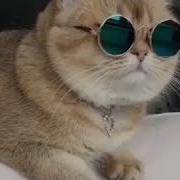 Кот В Очках Rockstar Cat