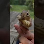 Смех Из Мультфильма Бешеная Белка