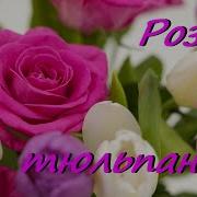 Роза И Тюльпан