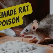 How We Kill Mice With Poison