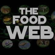 Food Web