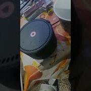 Бот Алиса Ругается Матом