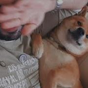 Shibe Sneeze