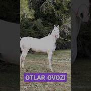 Otlar Ovozi