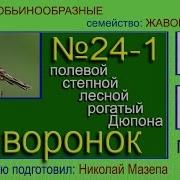 Голоса Птиц Степной Жаворонок