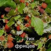 Последний Бой Минус