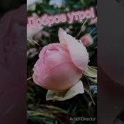 Доброе Утро Всем Кто Проснулся