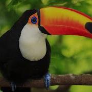 Nature Sounds Birds In The Rainforest