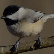 Chickadee S Other Song