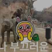 코끼리 짝짓기