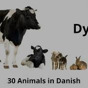 Anima Denmark