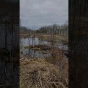 Как Мне Эта Природа Нравится Зелень Мелень