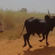 Farmers Herdsmen Clash Is It An Issue Of Survival Analysts Opine Pt 1 Big Story