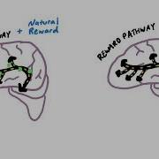 Pathway To The Mind