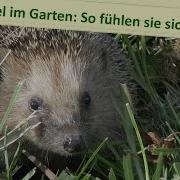 Igel Futtert Auf Der Terrasse