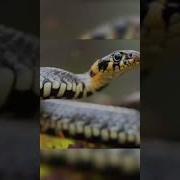 Bu Kapalak Haqida Бу Капалак Хакида