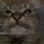 Кит Ты Маму Мав Мемная Папка