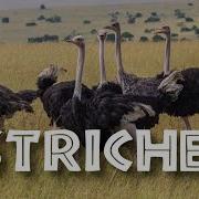 Ostrich