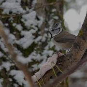 Хохлатая Синица Голос