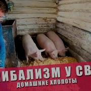 Каннибализм У Свиней