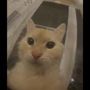 Cat Screaming Into Camera