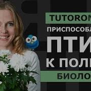 От Чего Люди Не Летаю Как Птицы