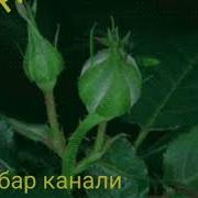 Манзура Кодиркулова Туёна