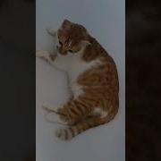 Кот Леопольд Купатся