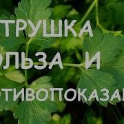 Петрушку У Вокзала Старуха Продавала