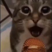 Наша Раша Держава Наша Кот 1Час